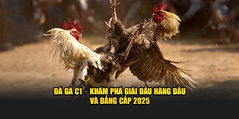 Tìm hiểu đá gà c1 là gì cùng với nhà cái 23win