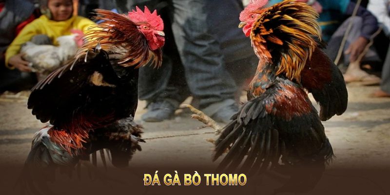 Tìm hiểu luật đá gà thomo tại nhà cái 23win