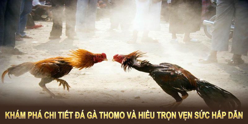 Khám phá chi tiết đá gà Thomo và hiểu trọn vẹn sức hấp dẫn