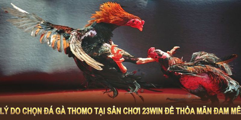 Lý do chọn đá gà Thomo tại sân chơi 23Win để thỏa mãn đam mê