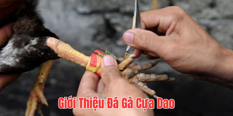 Hình thức chọi kê làm nhiều anh em điên đảo