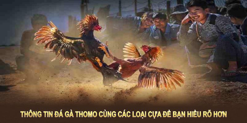 Thông tin đá gà Thomo cùng các loại cựa để bạn hiểu rõ hơn